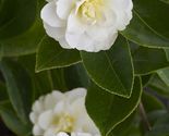 Camellia Japonica BUTTERMINT Unique Bloom Starter Plant - $31.78