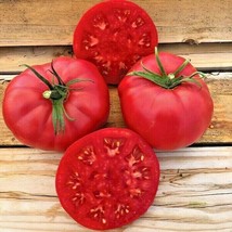 FA Store 51 Pink Ponderosa Tomato Seeds Organic Heirloom Vegetable - £7.47 GBP