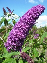 50 Seeds Violet Purple Butterfly Bush Buddleia Davidii Flower - £12.74 GBP