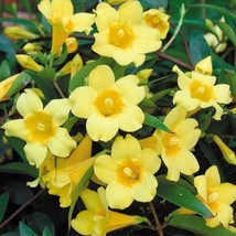 USA SELLER 15 Seeds Carolina Jasmine House Plant Garden Flowers Fast Shipping - £11.77 GBP