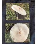 TWO 2011 COLOR PHOTOGRAPHS  OF A GIANT MUSHROOM - €1,70 EUR