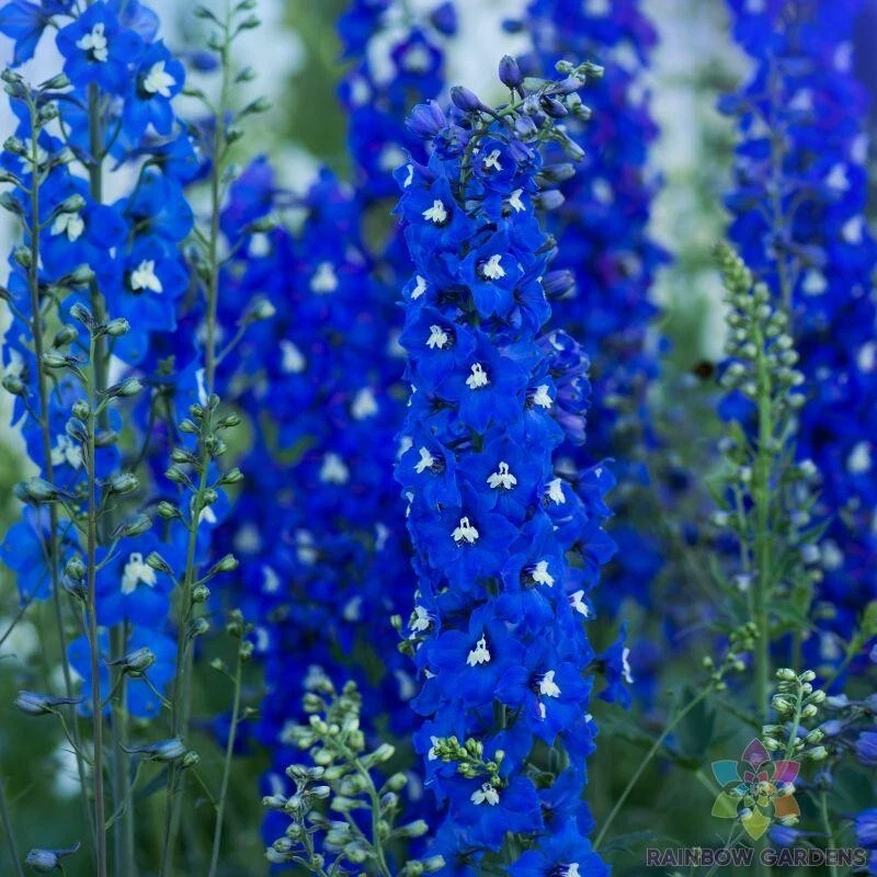 200 Paramo Azul Delphinium Seeds New Fast Shipping - $10.96