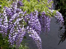 10 Seeds Japanese Wisteria Fast Shipping - £11.81 GBP