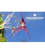 PLEUROTHALLIS / MUSCARELLA ZEPHYRINA MINIATURE ORCHID MOUNTED - $37.00