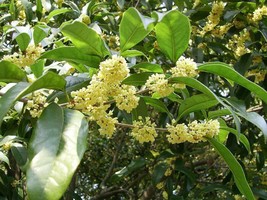 Osmanthus Fragrans Sweet Olive Shrub Seeds New Fresh - $16.56 CAD