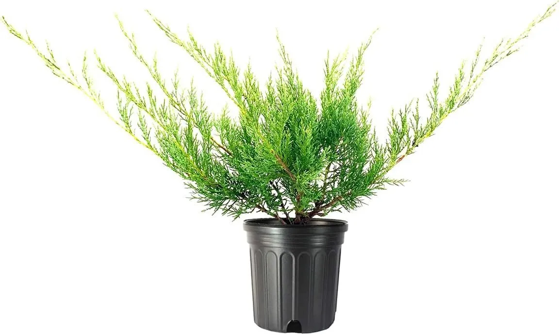 Hetzi Juniper Live Trees Juniperus Chinensis Drought - $63.89