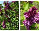 Charles Joly Lilac Syringa Fragrant Plant -Approx 8-10 Inch - £29.43 GBP
