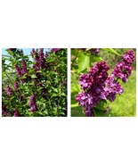 Charles Joly Lilac Syringa Fragrant Plant -Approx 8-10 Inch - £29.05 GBP