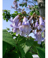 GIB Paulownia tomentosa | Empress or Princess Tree | 50 Seeds - £17.30 GBP