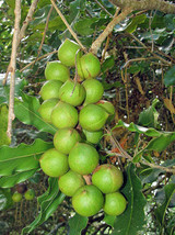 Macadamia integrifolia Queensland Nut 10 Seeds - $27.58