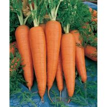 200 Seeds Danvers 126 Carrot  - £5.98 GBP
