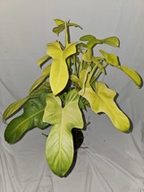 Golden Violin~Philodendron Bipennifolium Aurea Live Plant 15 To 18&quot; Tall... - £34.22 GBP