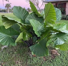 Best Dark Star Elephant Ear / Alocasia / Live Plant - £22.37 GBP