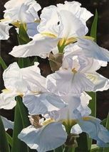 25 Iris Flower White Seeds Garden Plants - £11.10 GBP