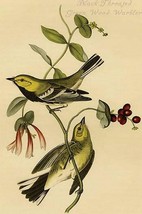 Black Throated Green Wood Warbler by John James Audubon - Art Print - £17.42 GBP+