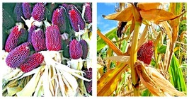 Strawberry Popcorn Seeds | RED ORNAMENTAL CORN Seeds 160 Seeds - $16.99