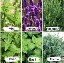 Yuga89 Store 2525 Herb Seeds  Mint  Seeds /Lavender  / Thyme /Rosemary  6 Variet - £9.20 GBP