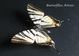 Iphiclides Podalirius Scarce Swallowtail Butterfly Framed Entomology Sha... - £55.14 GBP