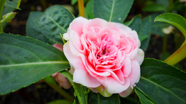 20 SEEDS Pink Garden Balsam Perennal Impatiens Flower Seeds - £7.88 GBP