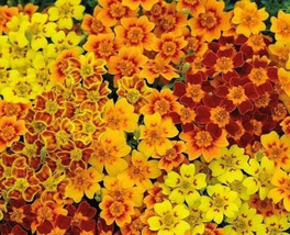 25 Starfire Mix Marigold Seeds For Garden Planting    From US - $10.48