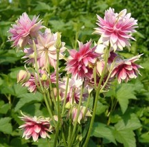 Columbine Seeds Aquilegia Barlow Pink Columbine 50 Seeds Garden USA Seller - $13.75