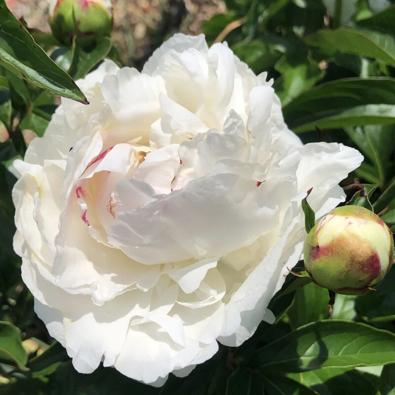 3-5 eyes DOUBLE Peony SHIRLEY TEMPLE lactiflora tuber division Perennial  - €37,89 EUR