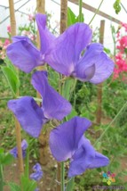 50 Tommy Sweet Pea Seeds Free Shipping - £11.95 GBP