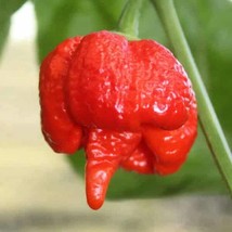 Trinidad Moruga Scorpion Pepper Seeds Gardening USA Shipping - $9.97