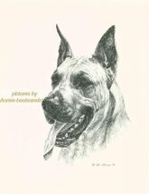# 87 GREAT DANE  portrait  dog art print * Pen and ink drawing * Jan Jel... - $12.50
