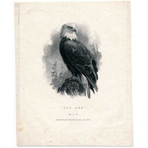 Old Abe, War Eagle, Vignette Die Proof on india, ABNCo 1870s, Marcus W. ... - $108.99
