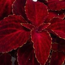 50 Coleus Wizard Red Velvet Shade Loving Flower Seeds Long Lasting Annual - £6.54 GBP