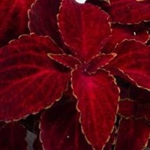 50 Coleus Wizard Red Velvet Shade Loving Flower Seeds Long Lasting Annual - $8.35