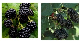 1-2 yr Old - 2 OSAGE BLACKBERRY Live Plants - Pruned &amp; Ready for Planting - £63.68 GBP