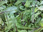 Chicory Italian Dandelion Non GMO Open Pollinated 600+ - $6.99