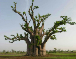 5 Pc Seeds Adansonia Digitata Plant, Baobab Seeds for Planting | RK - £28.98 GBP