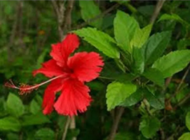SEED 100PCS Red Hibiscus rosa sinensis Seeds - £5.57 GBP