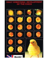 NEW Daily Embryonic Development Of The Chick Chicken Poster 48x30.5cm BL... - £4.63 GBP
