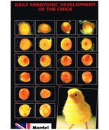 NEW Daily Embryonic Development Of The Chick Chicken Poster 48x30.5cm BL... - $8.05 CAD