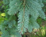 Mountain spruce picea engelmannii 4 640x512 thumb155 crop