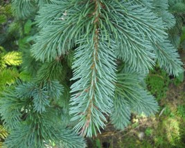 Picea Engelmannii (Mountain Spruce) 25 seeds - £0.94 GBP