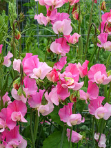 100 Seeds Pink Tall Sweet Pea Seeds Usa Seller Garden - £7.46 GBP