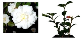 Live Plant - Mine No Yuki White Doves Camellia Sasanqua - Quart Pot - £44.82 GBP