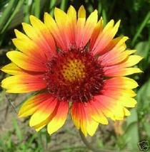 30 Gaillardia Aristata Torchlight Flower Seeds PerennialFrom US  - $8.35