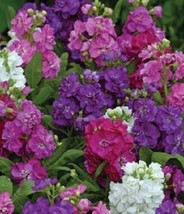 RAFHSTORE 40 Cakes Mix Stock Matthiola Flower Seeds Scented Long Lasting Annual  - $9.21