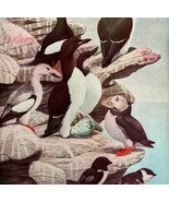 Puffin Auk Guillemot Murre Birds Print Fuertes 1917 Color Plate Art DWX7B - £23.90 GBP