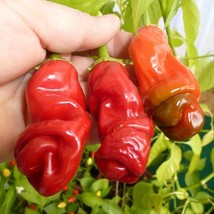 Grow Your Own Heat - Red Peter Pepper Seeds (5 Pack), Exotic and Spicy, Ideal fo - £5.59 GBP