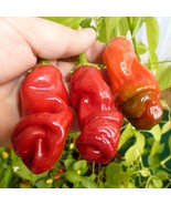Grow Your Own Heat - Red Peter Pepper Seeds (5 Pack), Exotic and Spicy, ... - £5.60 GBP