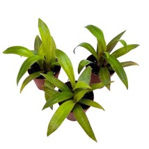 Moses in The Cradle Tradescantia spathacea, 2 inch Set of 3, Boat Lily Tiny Mini - £14.54 GBP
