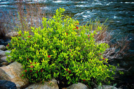 SPICE BUSH Pond Berry- (Lindera melissifolia) image 2