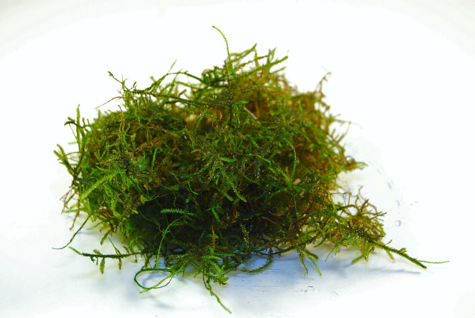 JAVA MOSS / VASICULARIA DUBYANA - 2/4/8 FL OZ - FRESH ACUATIC PLANTS - $2.96+